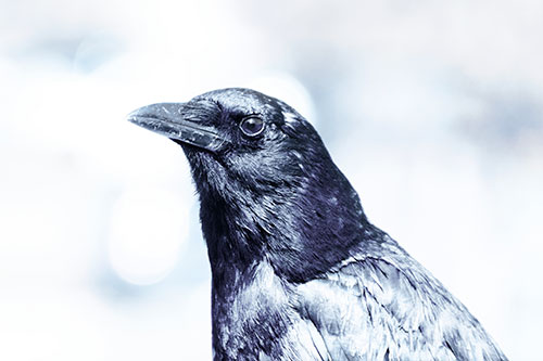 Crow Posing For Headshot (Blue Tint Photo)