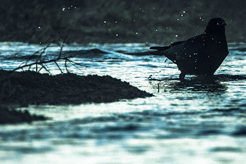 Crow Splashing River Water (Blue Tint Photo)