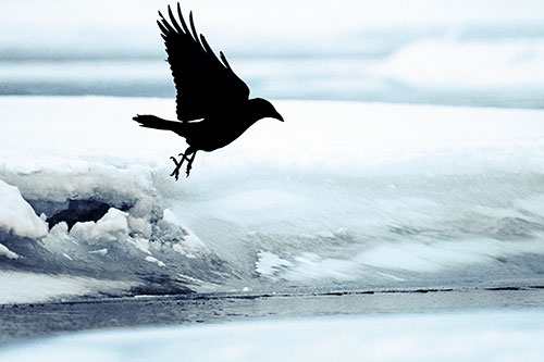Crow Taking Flight Off Icy Shoreline (Blue Tint Photo)