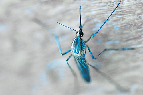 Culex Pipien Mosquito Resting Vertically (Blue Tint Photo)