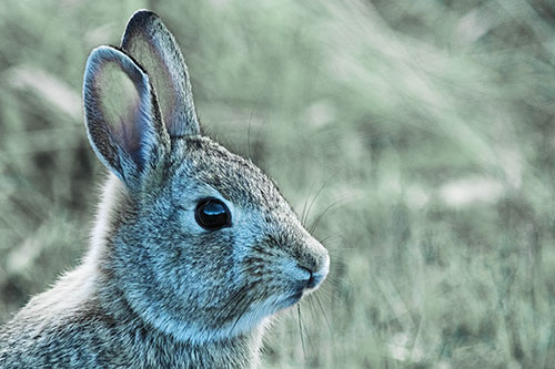 Curious Bunny Rabbit Looking Sideways (Blue Tint Photo)