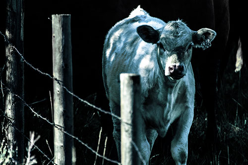 Curious Cow Calf Making Eye Contact (Blue Tint Photo)