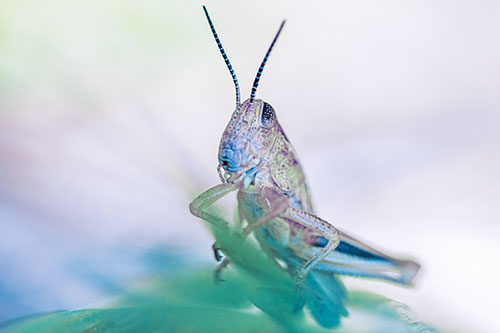 Curious Crouching Grasshopper Perched Atop Leaf Petal (Blue Tint)