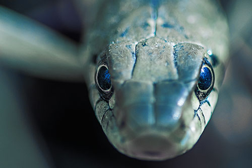 Curious Garter Snake Makes Direct Eye Contact (Blue Tint Photo)