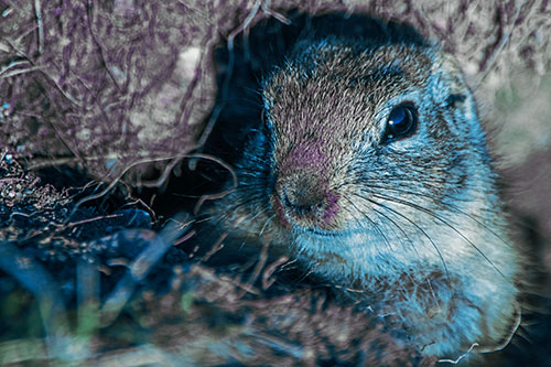Curious Prairie Dog Watches From Dirt Tunnel Entrance (Blue Tint)
