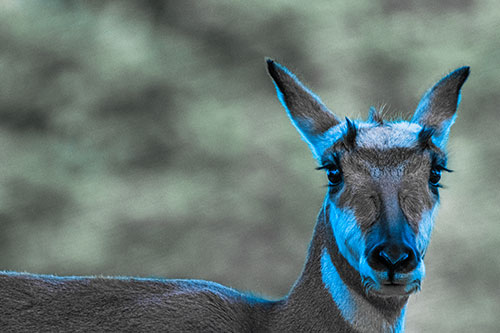 Curious Pronghorn Staring Across Roadway (Blue Tint)