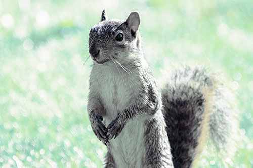 Curious Squirrel Standing On Hind Legs (Blue Tint Photo)