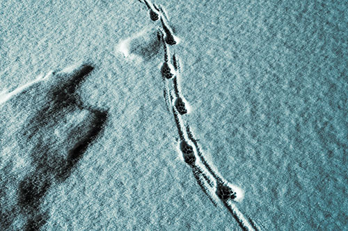 Curving Animal Footprint Trail Dragging Along Snow (Blue Tint Photo)