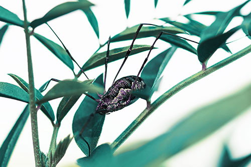 Daddy Longlegs Harvestmen Spider Crawling Down Plant Stem (Blue Tint Photo)