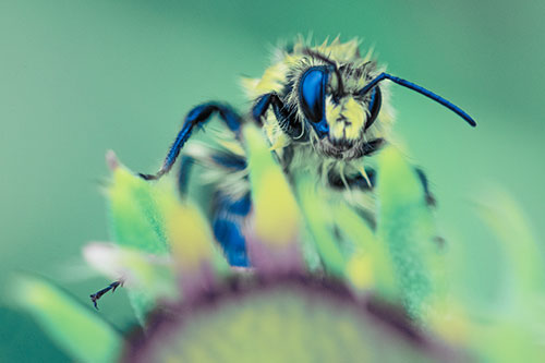 Damp Honey Bee Crawling Over Blanket Flower (Blue Tint)