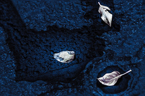 Damp Leaf Face Rests Atop Wet Desiccating Pavement (Blue Tint)