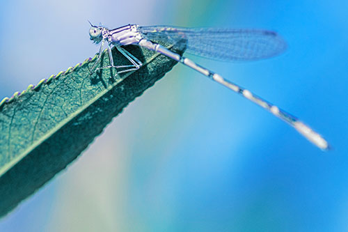 Damselfly Clamping Onto Leaf Petal Edge (Blue Tint)