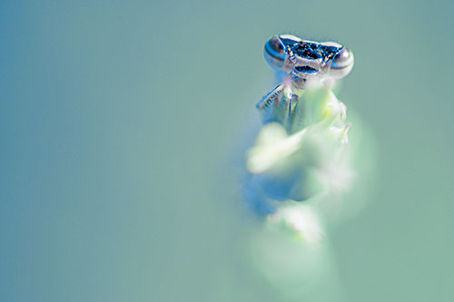 Damselfly Embraces Grass Blade Among Sunlight (Blue Tint)