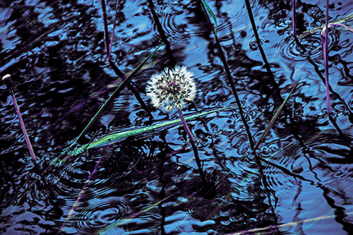 Dandelion Standing Tall During Flash Flood (Blue Tint Photo)
