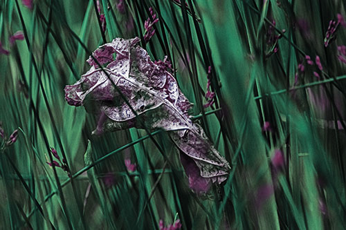 Dead Decayed Leaf Rots Among Reed Grass (Blue Tint Photo)