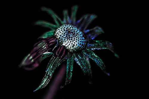 Dead Dewy Rotting Salsify Flower (Blue Tint Photo)