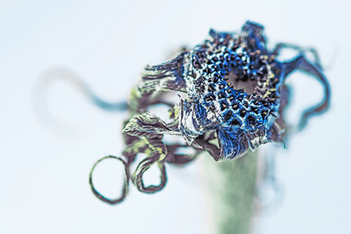 Dead Dry Gumplant Shriveling Among Cold (Blue Tint)