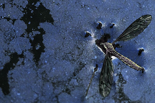 Dead Floating Crane Fly Partly Submerged Among Oily Water (Blue Tint)