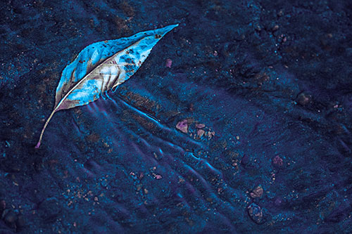 Dead Floating Leaf Creates Shallow Water Ripples (Blue Tint Photo)