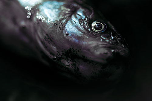 Dead Freshwater Whitefish Washed Ashore (Blue Tint Photo)