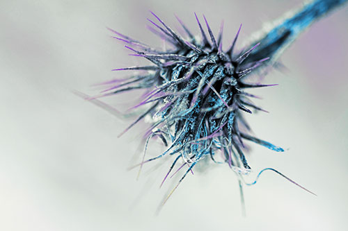 Dead Frigid Spiky Salsify Flower Withering Among Cold (Blue Tint Photo)