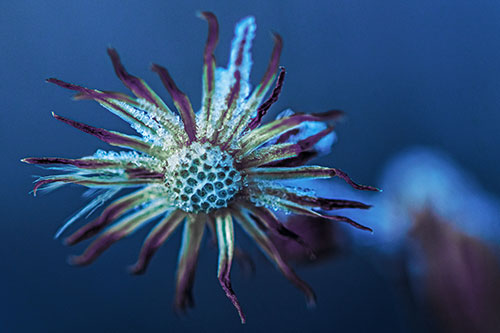 Dead Frozen Ice Covered Aster Flower (Blue Tint)