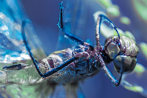 Dead Grotesque Dragonfly Peeling Eye Apart (Blue Tint)