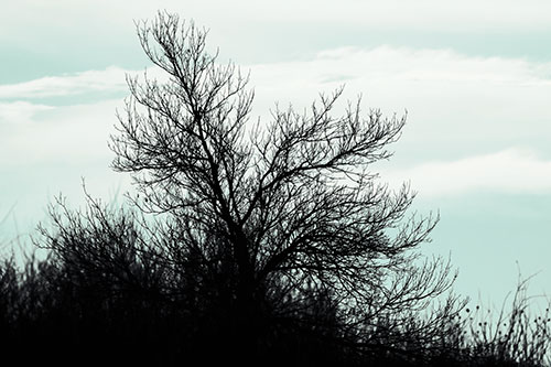 Dead Leafless Tree Standing Tall (Blue Tint Photo)