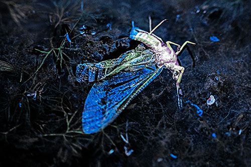 Dead Mayfly Rests Among Shallow Shore (Blue Tint)