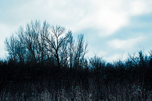 Dead Winter Tree Clusters Among Tall Grass (Blue Tint Photo)
