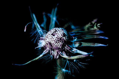 Decaying Seed Toothed Dandelion Creature (Blue Tint)