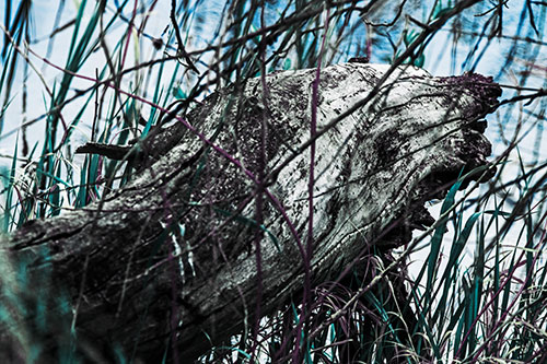 Decaying Serpent Tree Log Creature (Blue Tint Photo)