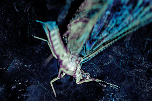 Deceased Mayfly Floating Atop Shallow River Shore (Blue Tint)