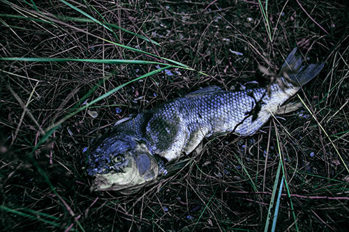 Deceased Salmon Fish Rotting Among Grass (Blue Tint Photo)