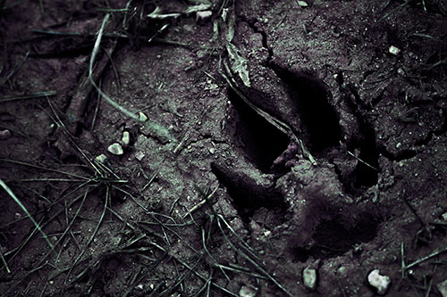Deep Muddy Dog Footprint (Blue Tint Photo)