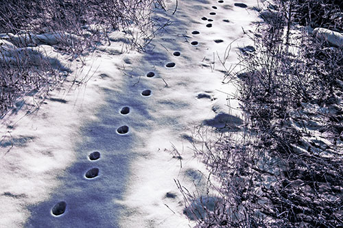 Deep Snow Animal Footprint Markings (Blue Tint)