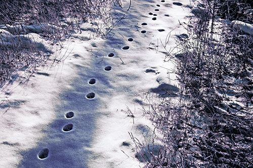 Deep Snow Animal Footprint Markings (Blue Tint Photo)