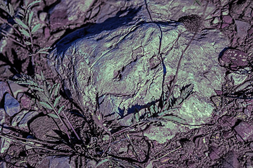 Demonic Leaf Mouthed Rock Face Snarling Among Dirt (Blue Tint)