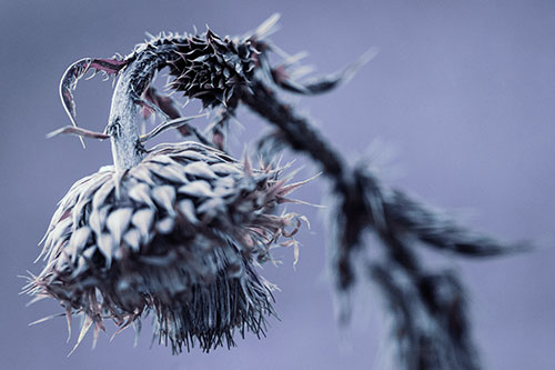 Depressed Slouching Thistle Dying From Thirst (Blue Tint Photo)
