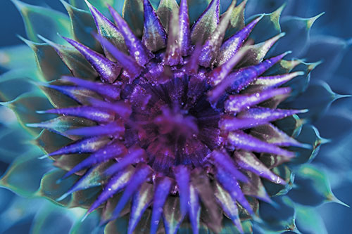 Dew Drops Cover Blooming Thistle Head (Blue Tint Photo)