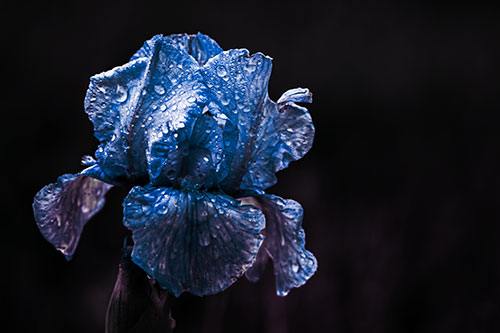 Dew Face Appears Among Wet Iris Flower (Blue Tint Photo)