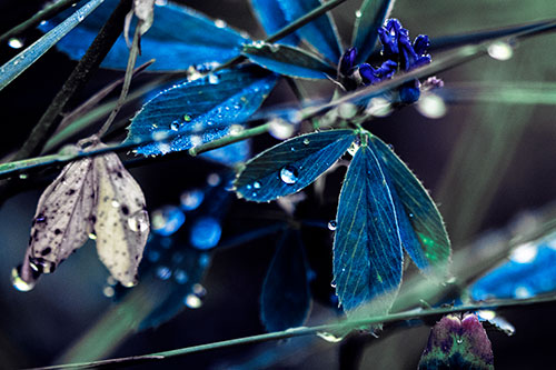 Dew Water Droplets Clutching Onto Leaves (Blue Tint Photo)