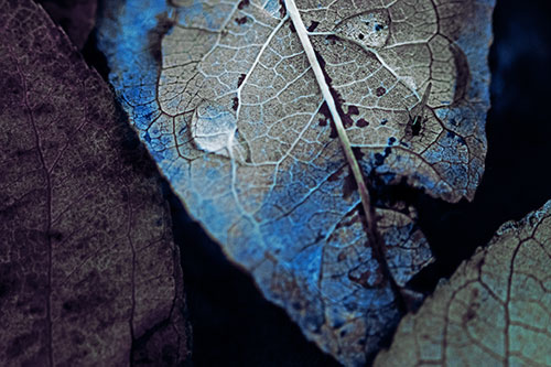 Dewy Eyed Leaf Face Cringing Towards Bug (Blue Tint)