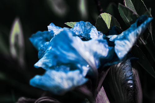 Dewy Iris Flower Creature Face (Blue Tint Photo)