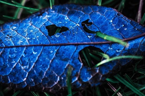 Dewy Pierced Leaf Face Screaming Among Grass Blades (Blue Tint)