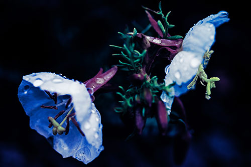 Dewy Primrose Flowers After Rainfall (Blue Tint Photo)