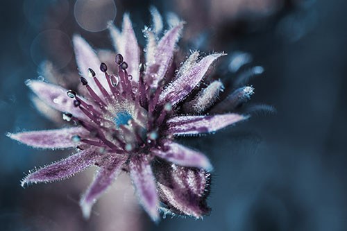 Dewy Spiked Sempervivum Flower (Blue Tint Photo)