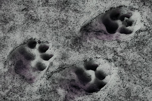 Dirty Dog Footprints In Snow (Blue Tint Photo)