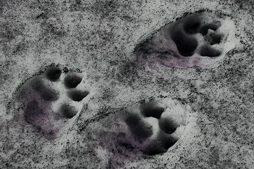 Dirty Dog Footprints In Snow (Blue Tint)