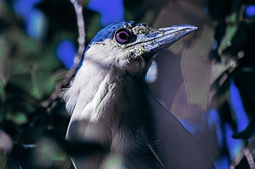 Dirty Faced Black Crowned Night Heron (Blue Tint Photo)